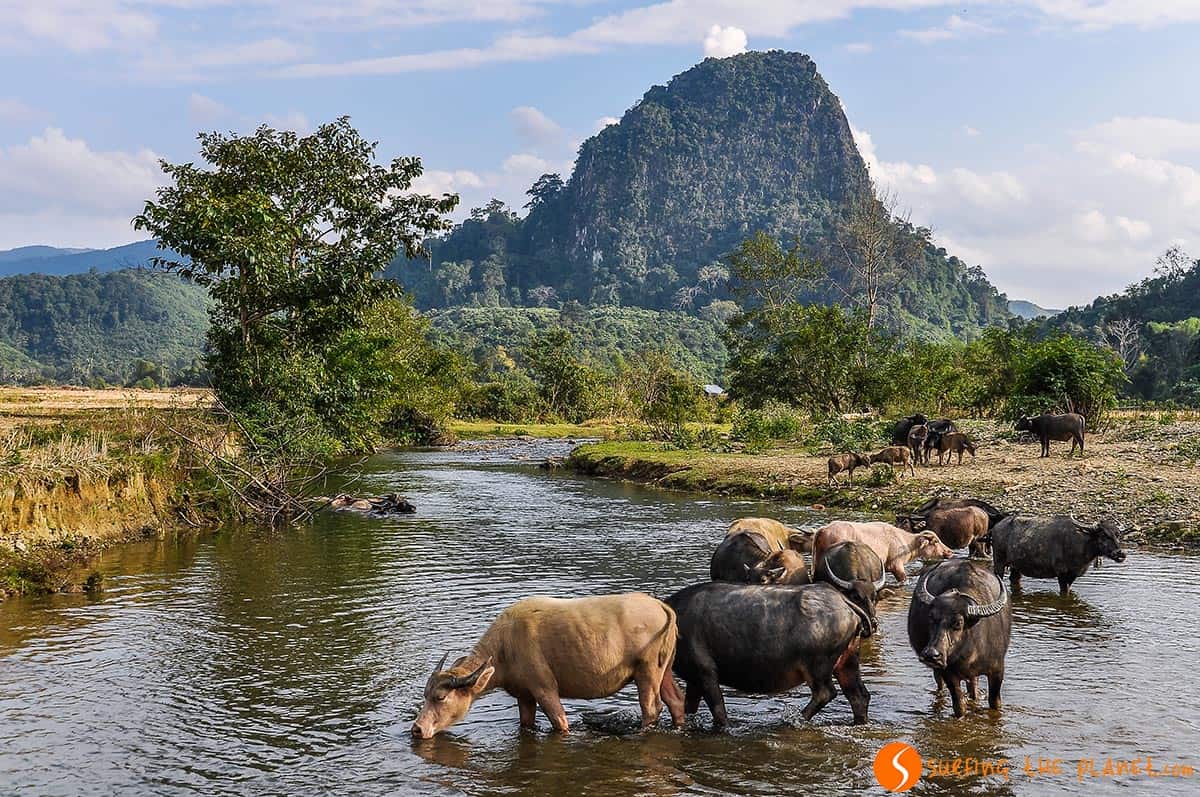 Laos Laos